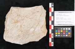 Foto (Objekt + Etikett) von Hypnum sagorianum Ettingshausen (NHMW-GEO-2024-0188-6743)